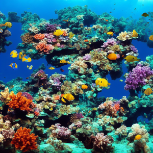 Reef System